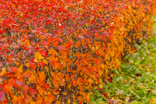 Closeup natural autumn fall view of red orange leaf on blurred background in garden or park selective focus. Inspirational nature october or september wallpaper. Change of seasons concept photo
