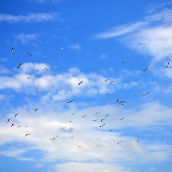 A lot of white gulls fly in the cloudy blue sky photo