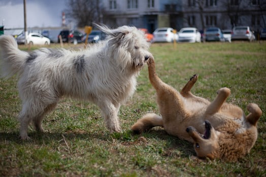 Dogs play. Pets on street. Big dogs fight. Walking pets in summer. photo