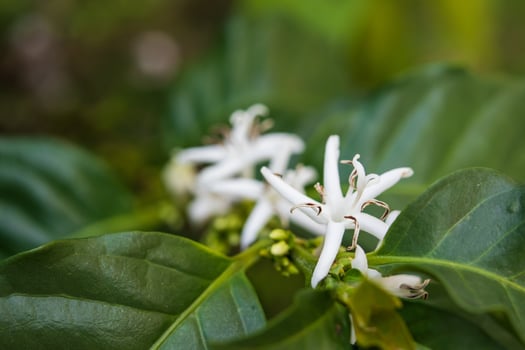 White flower in coffee tree close up photo