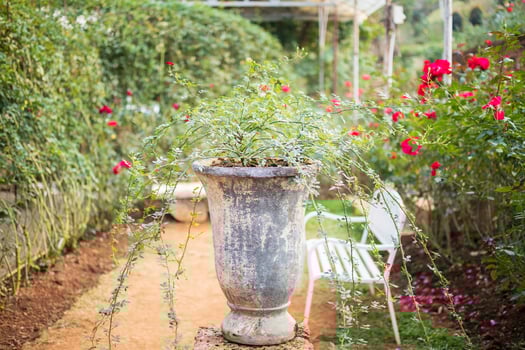 Beautiful colorful roses flower in the garden photo