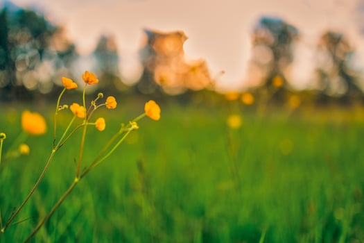 Abstract soft focus sunset field landscape of yellow flowers and grass meadow warm golden hour sunset sunrise time. Tranquil spring summer nature closeup and blurred forest background. Idyllic nature photo