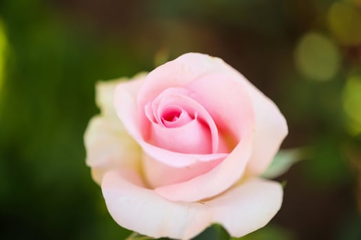 Beautiful colorful pink roses flower in the garden photo