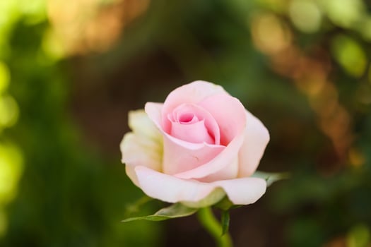 Beautiful colorful pink roses flower in the garden photo