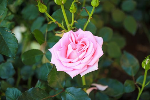 Beautiful colorful pink roses flower in the garden photo