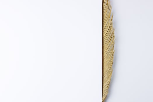 Tropical white background with palm leaf. Flat lay, copy space photo