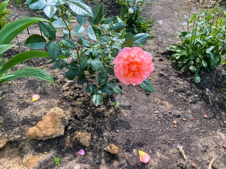 Rose in the garden. Photo of a garden rose in autumn.