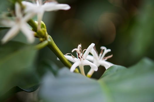 White flower in coffee tree close up photo