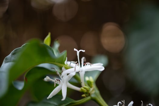 White flower in coffee tree close up photo