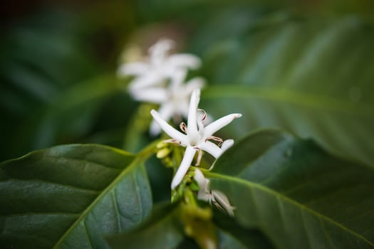 White flower in coffee tree close up photo