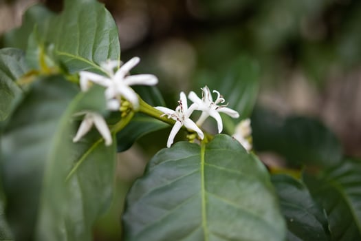 White flower in coffee tree close up photo