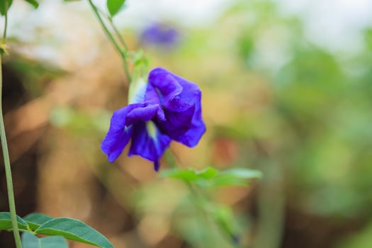 close up blue butterfly pea flower in the garden photo