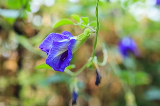 close up blue butterfly pea flower in the garden photo