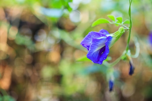 close up blue butterfly pea flower in the garden photo