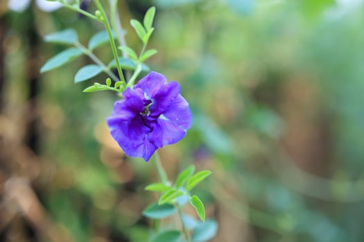 close up blue butterfly pea flower in the garden photo
