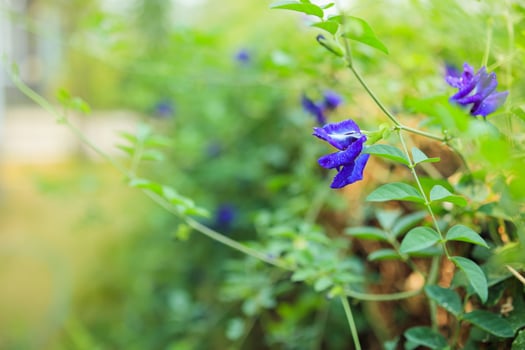 close up blue butterfly pea flower in the garden photo