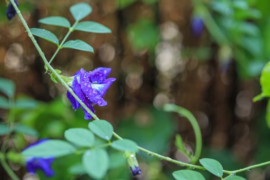 close up blue butterfly pea flower in the garden photo