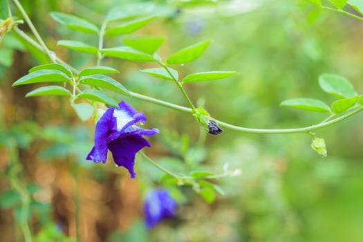 close up blue butterfly pea flower in the garden photo