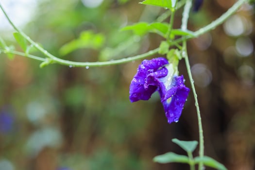 close up blue butterfly pea flower in the garden photo