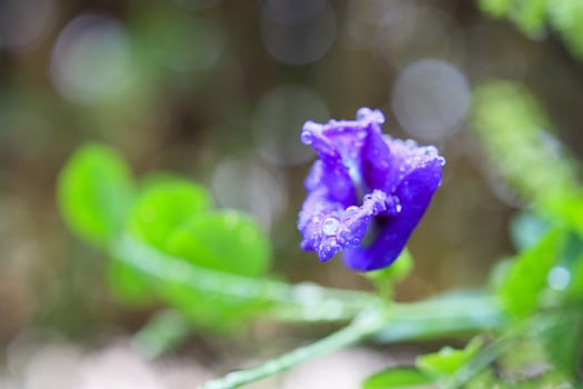 close up blue butterfly pea flower in the garden photo