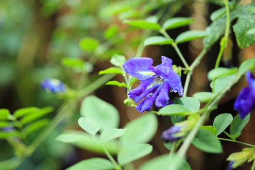 close up blue butterfly pea flower in the garden photo