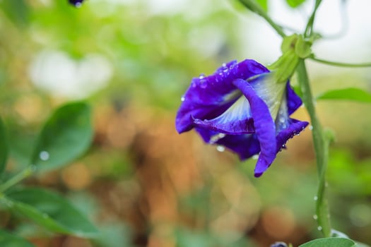 close up blue butterfly pea flower in the garden photo