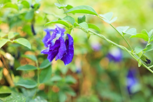 close up blue butterfly pea flower in the garden photo
