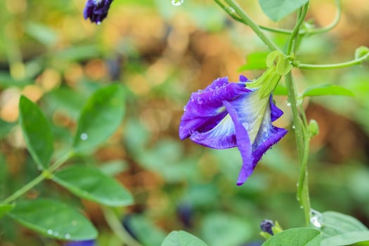 close up blue butterfly pea flower in the garden photo