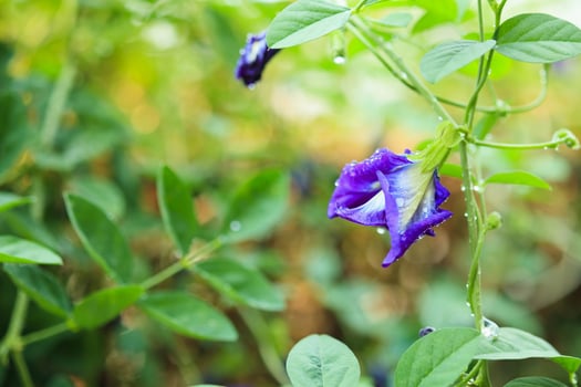 close up blue butterfly pea flower in the garden photo