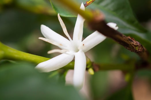 White flower in coffee tree close up photo