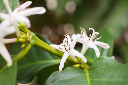 White flower in coffee tree close up photo