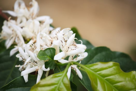 White coffee flowers in green leaves tree plantation close up photo
