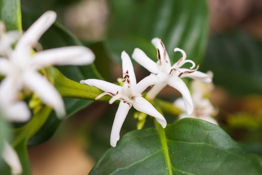 White flower in coffee tree close up photo