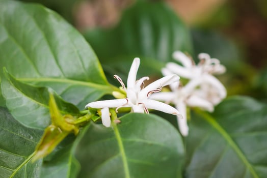 White flower in coffee tree close up photo