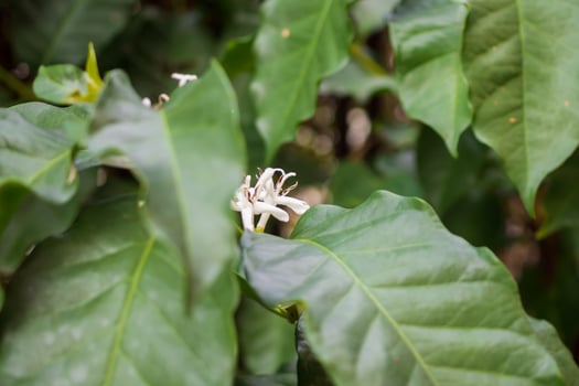 White flower in coffee tree close up photo