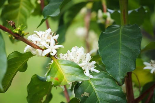White coffee flowers in green leaves tree plantation close up photo