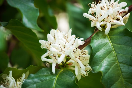 White coffee flowers in green leaves tree plantation close up photo