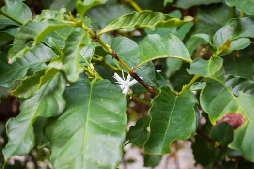 White flower in coffee tree close up photo