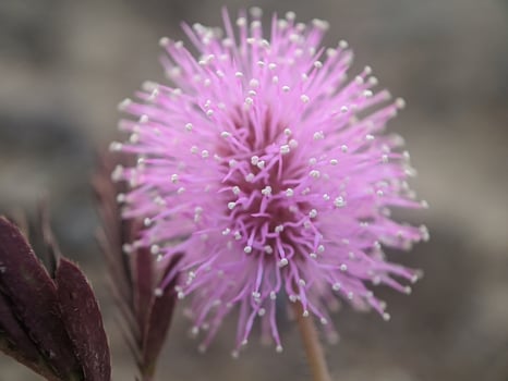 Sensitive plant flower or Mimosa pudica - Sensitive flowers are blooming, Close up detail of Sensitive plant flower photo