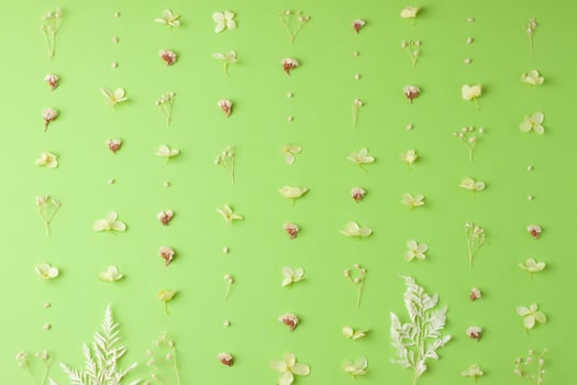 Cosmetic natural background with flowers on green. Flat lay photo