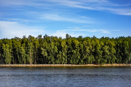 Water under Pine trees with white clouds on sky background with copy space. wallpaper or banner website, landscape concept photo