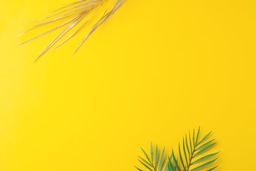Tropical natural background with palm leaf on yellow. Flat lay, copy space photo