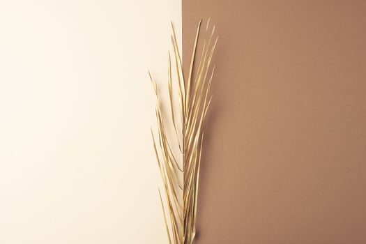 Tropical natural background with palm leaf on pastel beige and brown. Flat lay, copy space photo