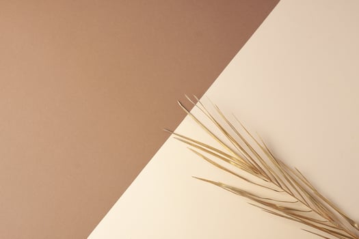 Tropical natural background with palm leaf on brown and beige. Flat lay, copy space photo