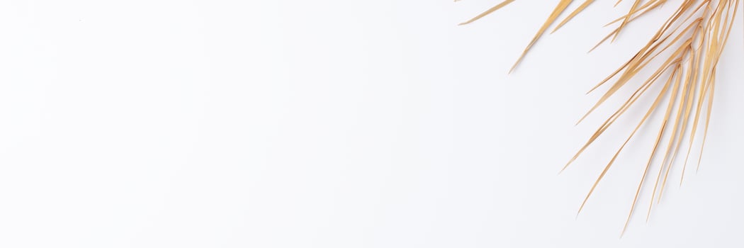 Tropical natural background with palm leaf on white. Flat lay, copy space photo