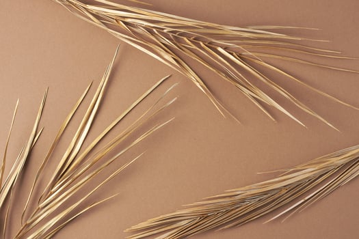 Tropical natural background with palm leaf on brown. Flat lay photo