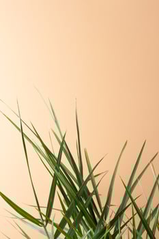 Tropical background with palm leaf on pastel beige. Close up, copy space photo