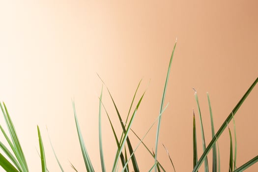 Tropical background with palm leaf on pastel beige. Close up, copy space photo