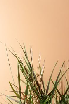 Tropical background with palm leaf on pastel beige. Close up, copy space photo