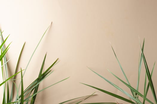 Tropical background with palm leaf on pastel beige. Close up, copy space photo